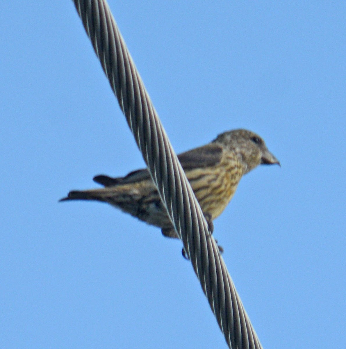 Red Crossbill (Ponderosa Pine or type 2) - ML634706147