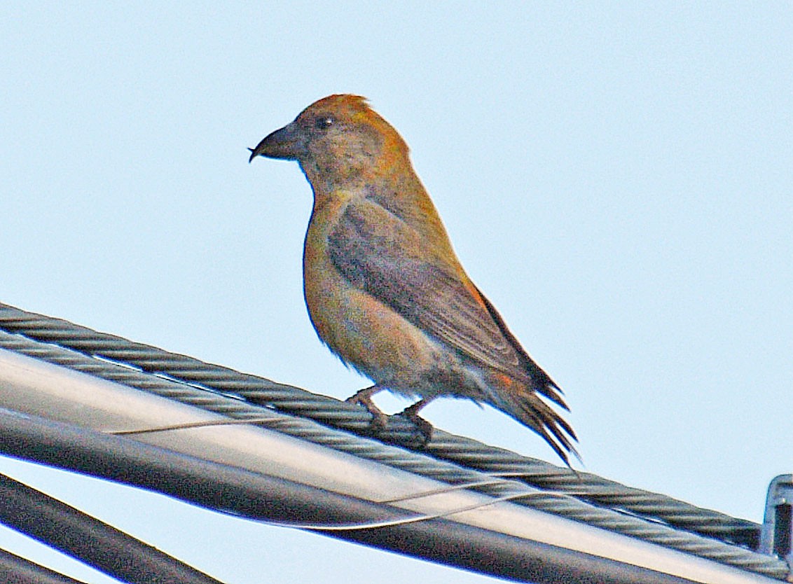 Red Crossbill (Ponderosa Pine or type 2) - ML634706148