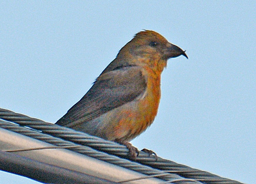 Red Crossbill (Ponderosa Pine or type 2) - ML634706149