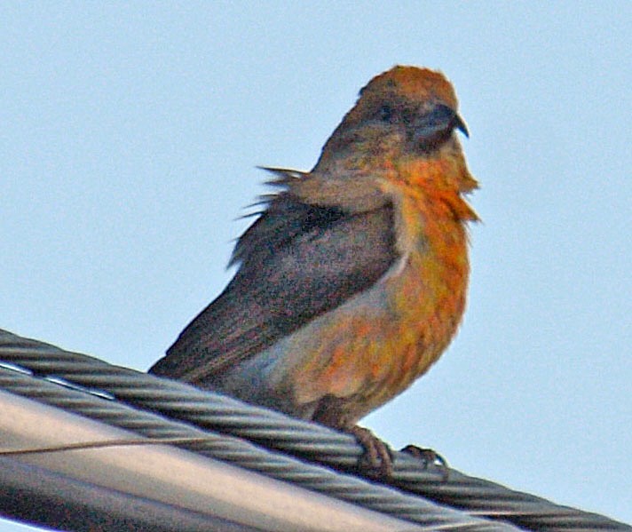 Red Crossbill (Ponderosa Pine or type 2) - ML634706150