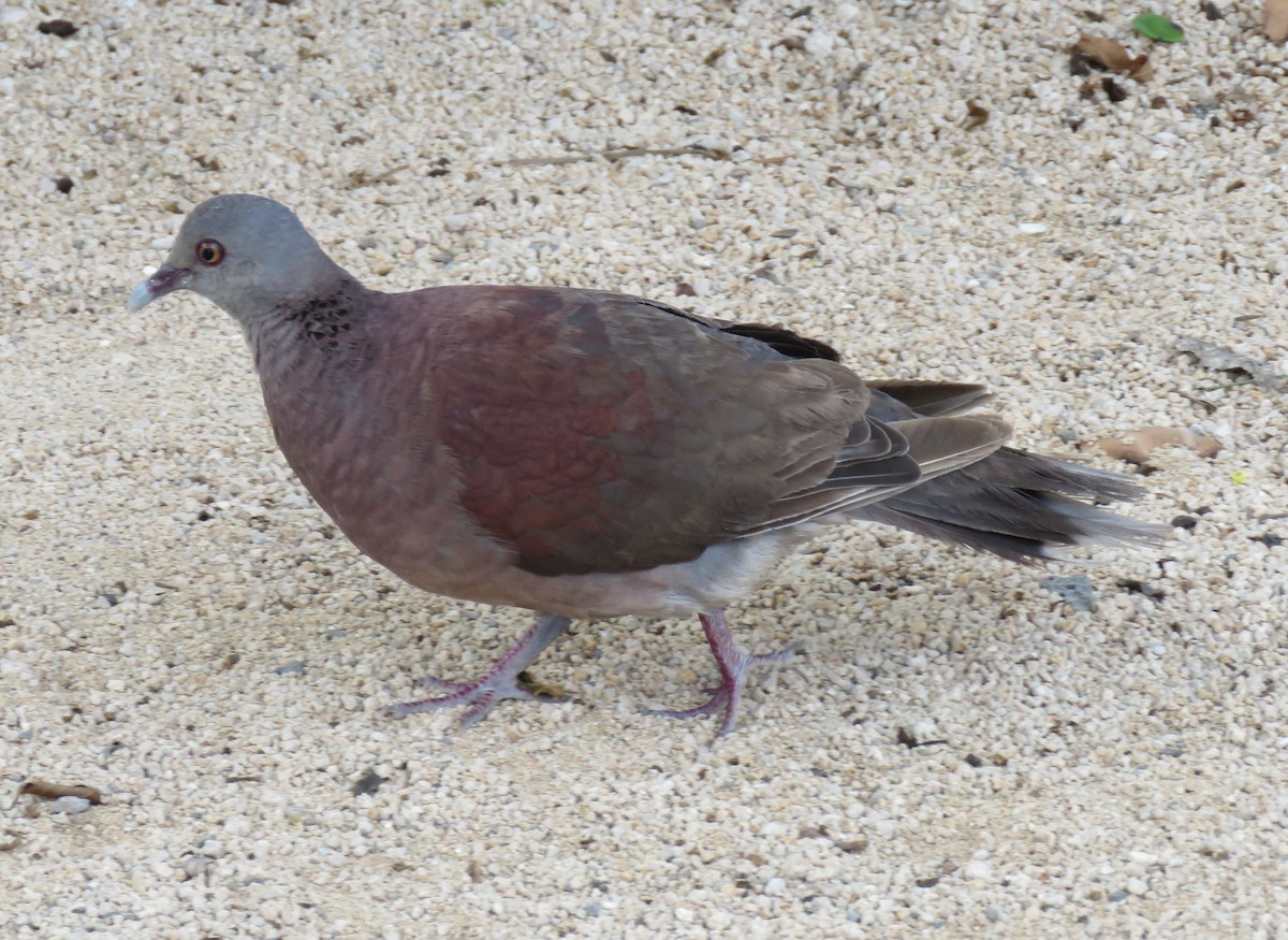 Malagasy Turtle-Dove - ML634706153