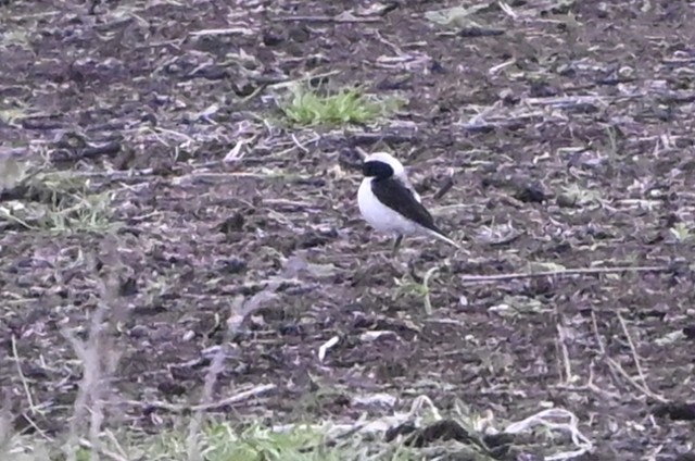 bělořit sp. - ML634706211