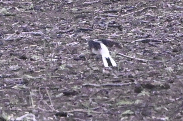 bělořit sp. - ML634706212