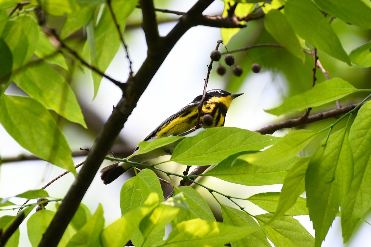 Magnolia Warbler - ML634706242