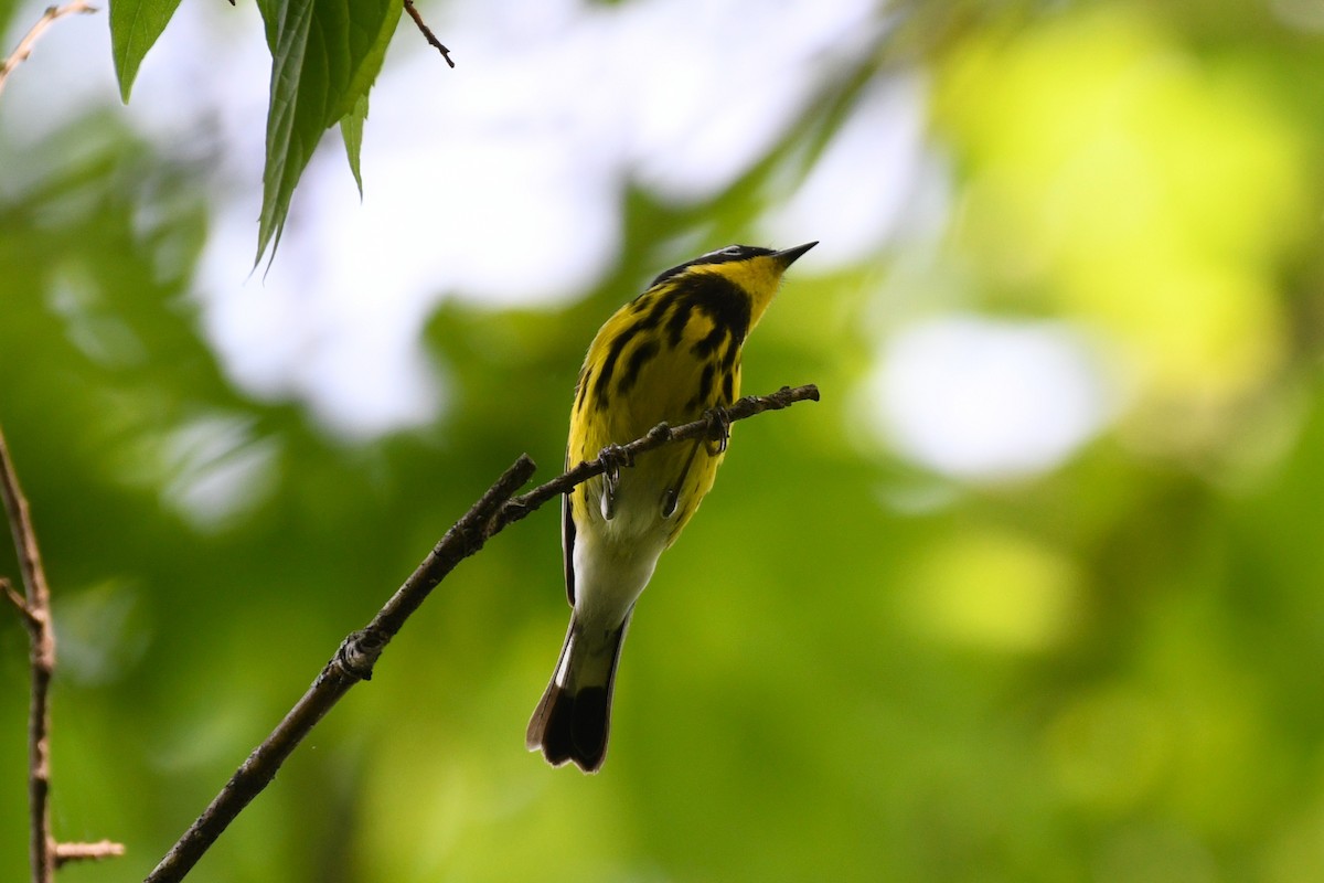Magnolia Warbler - ML634706255