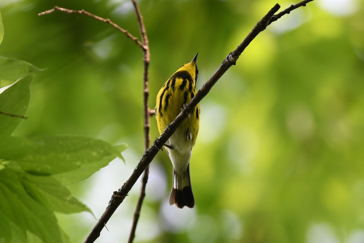 Magnolia Warbler - ML634706257