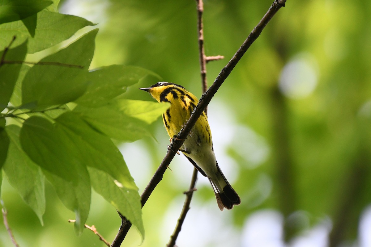Magnolia Warbler - ML634706258