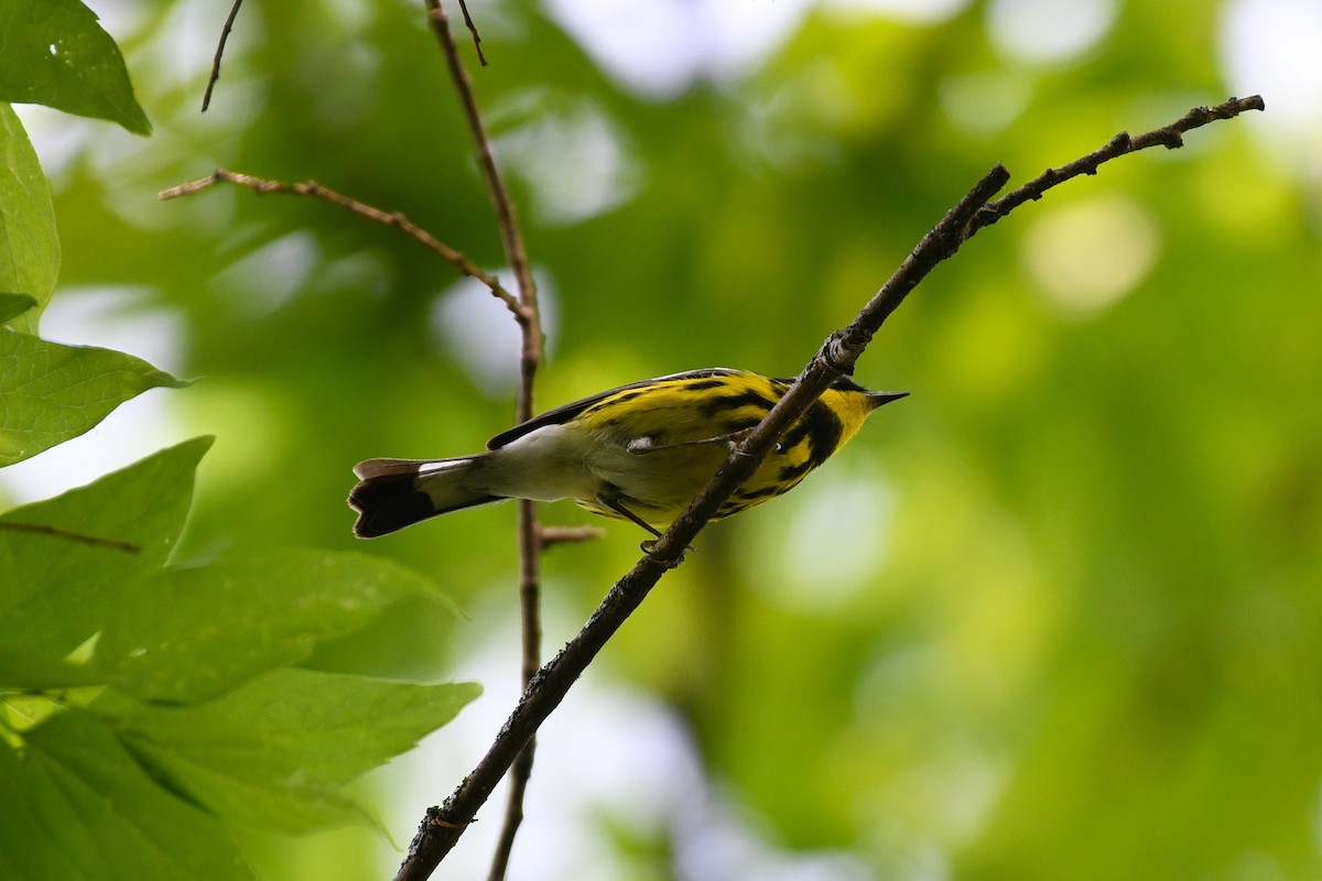 Magnolia Warbler - ML634706259