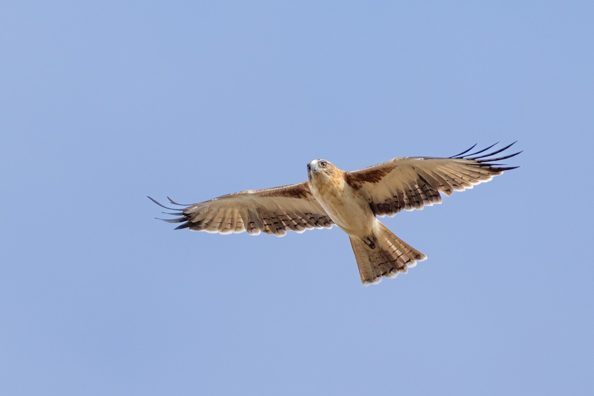 Little Eagle - ML634706460