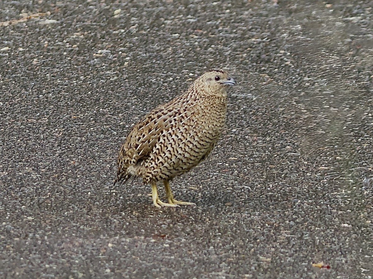 Brown Quail - ML634706489