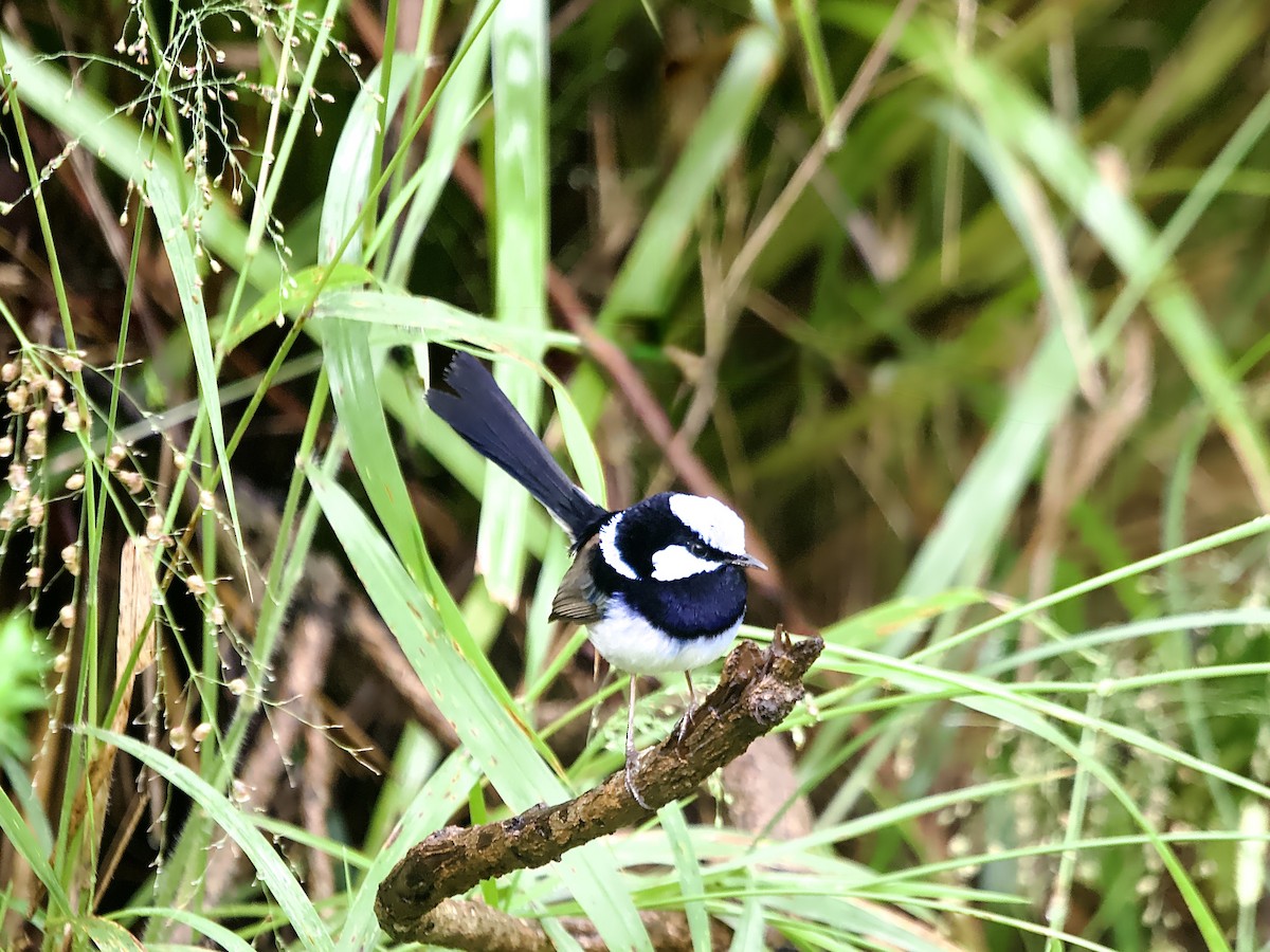 Superb Fairywren - ML634706490