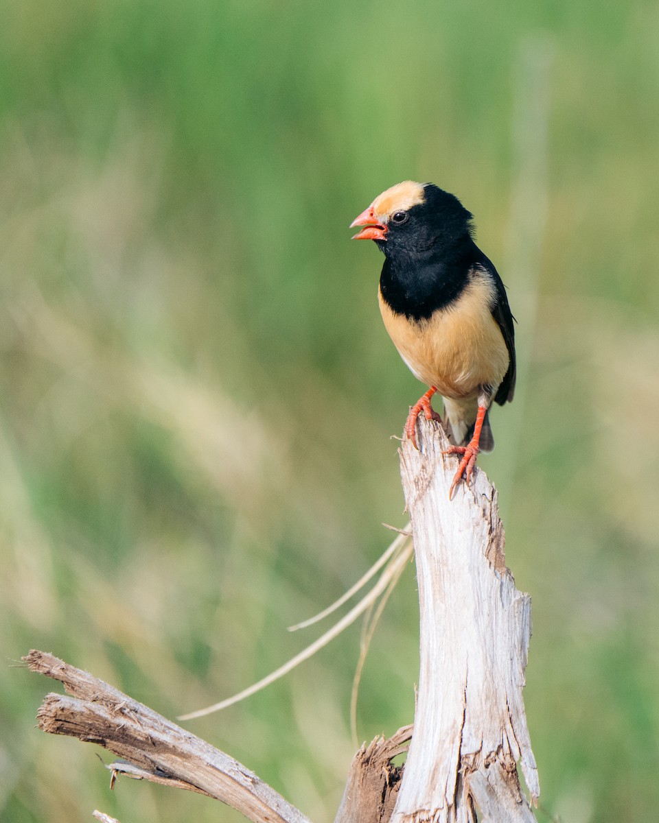 Straw-tailed Whydah - ML634706765
