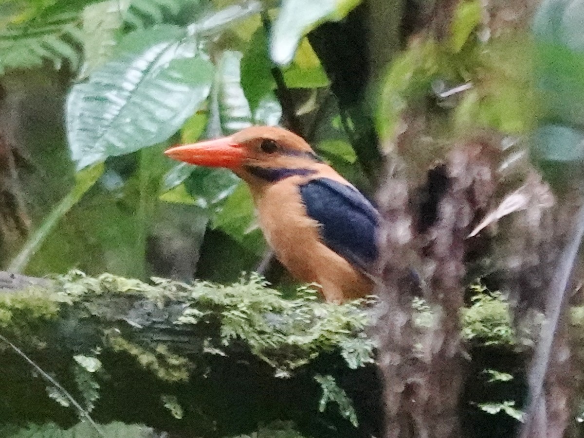 Moustached Kingfisher - ML634706771