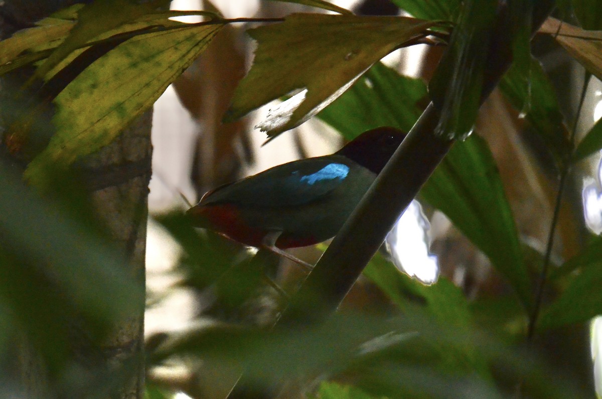 Western Hooded Pitta (Chestnut-crowned) - ML634706789