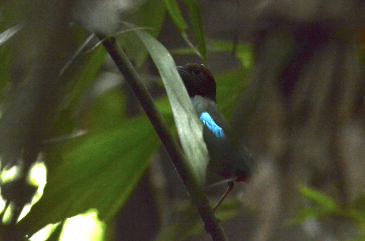 Western Hooded Pitta (Chestnut-crowned) - ML634706790