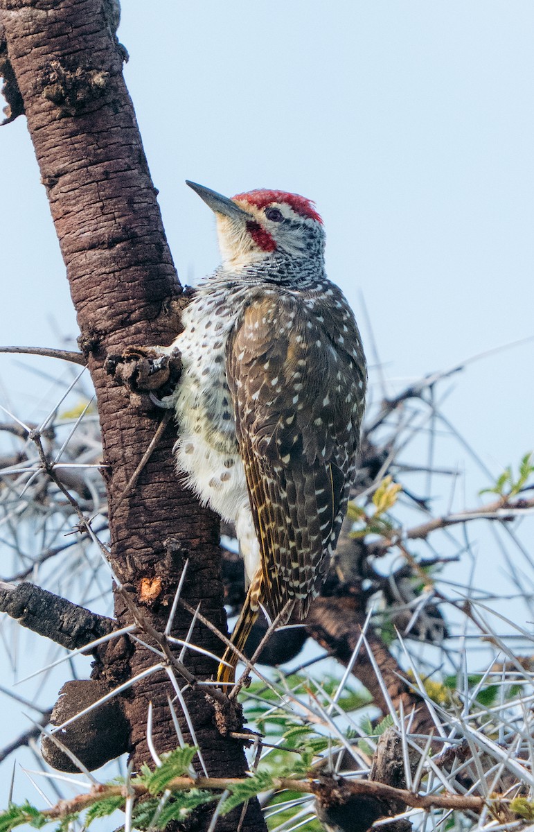 Nubian Woodpecker - ML634706803
