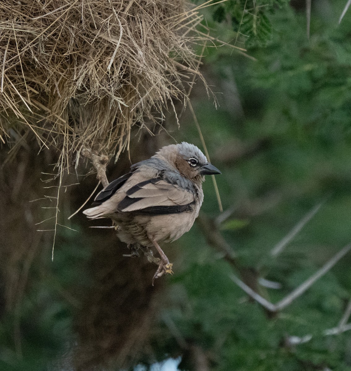 Gray-capped Social-Weaver - ML634706811