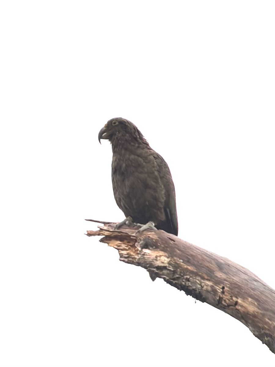 Kea - ML634706854