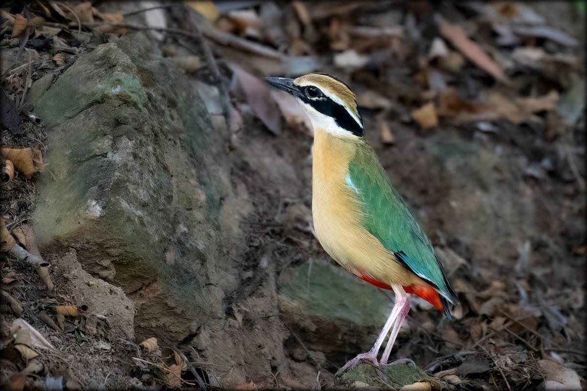 Indian Pitta - ML634706880