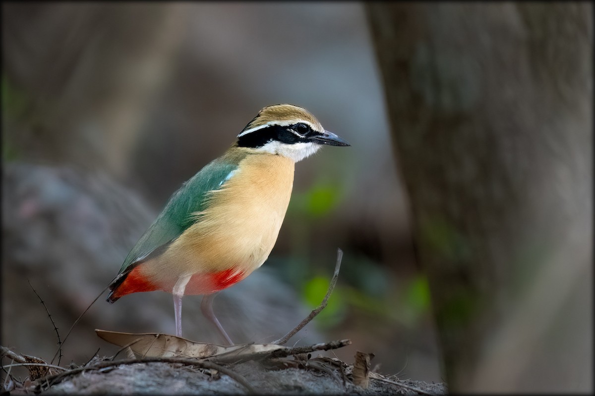 Indian Pitta - ML634706881