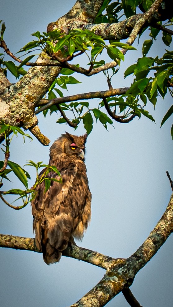Dusky Eagle-Owl - ML634706904