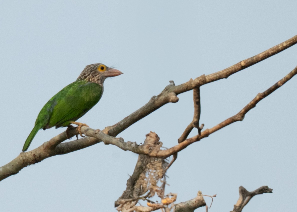 Lineated Barbet - ML634706907