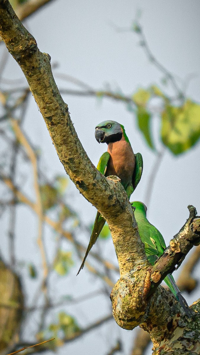Red-breasted Parakeet - ML634706911