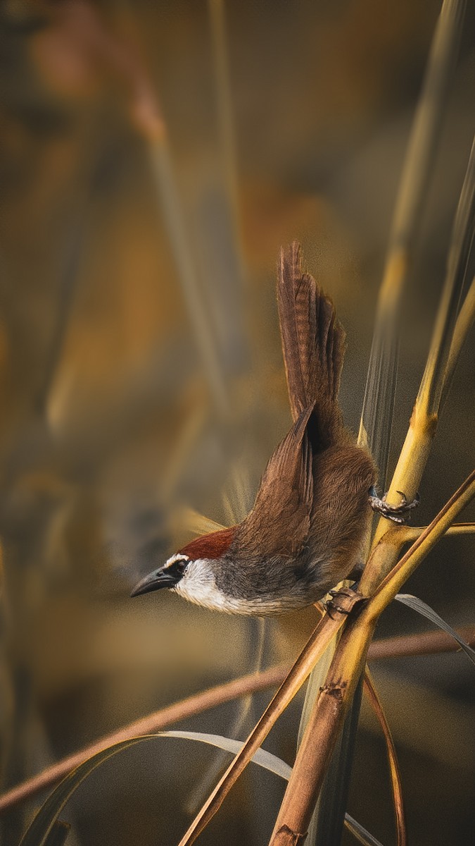 Chestnut-capped Babbler - ML634706917