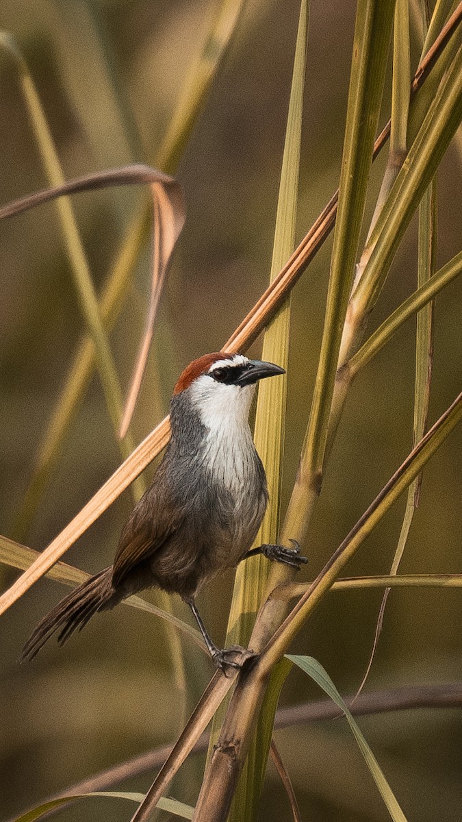 Chestnut-capped Babbler - ML634706918