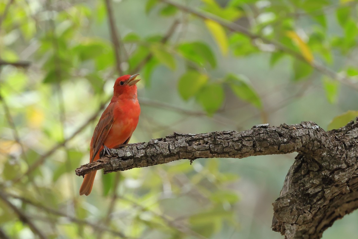 Summer Tanager - ML634707069