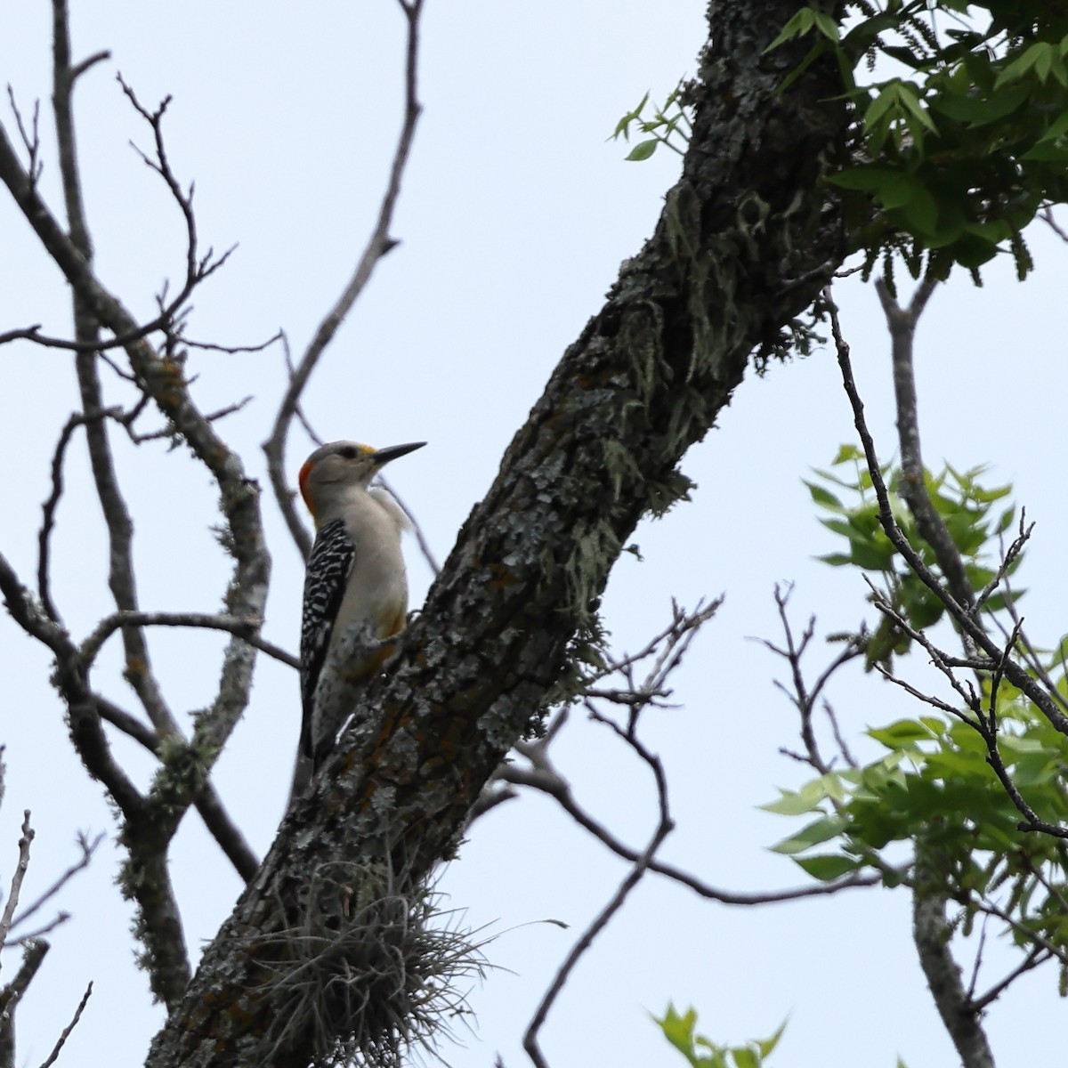 Golden-fronted Woodpecker - ML634707071