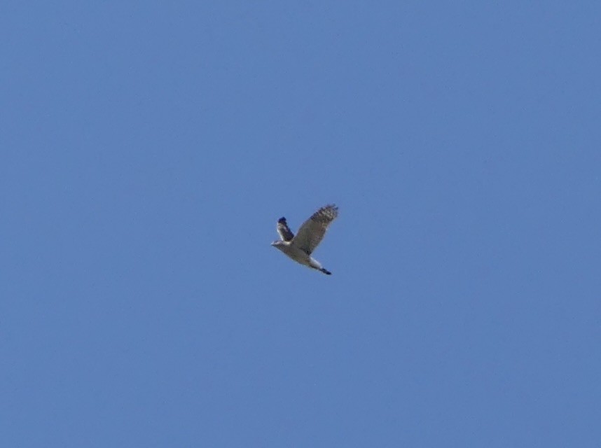 Cooper's Hawk - ML634707078