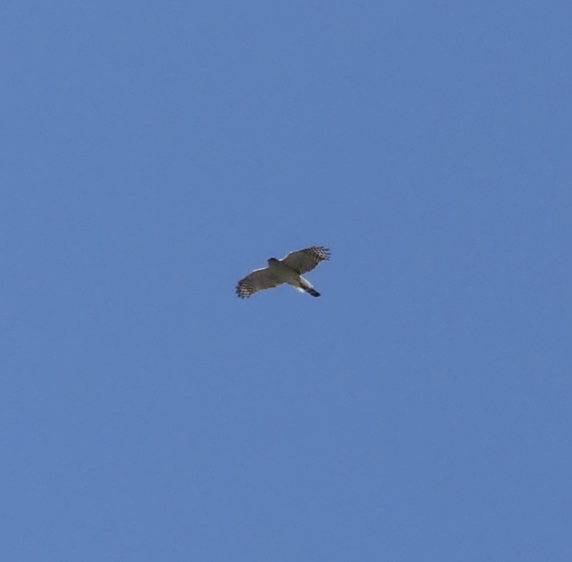 Cooper's Hawk - ML634707079