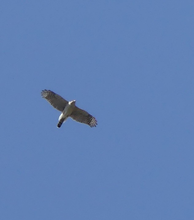 Cooper's Hawk - ML634707086