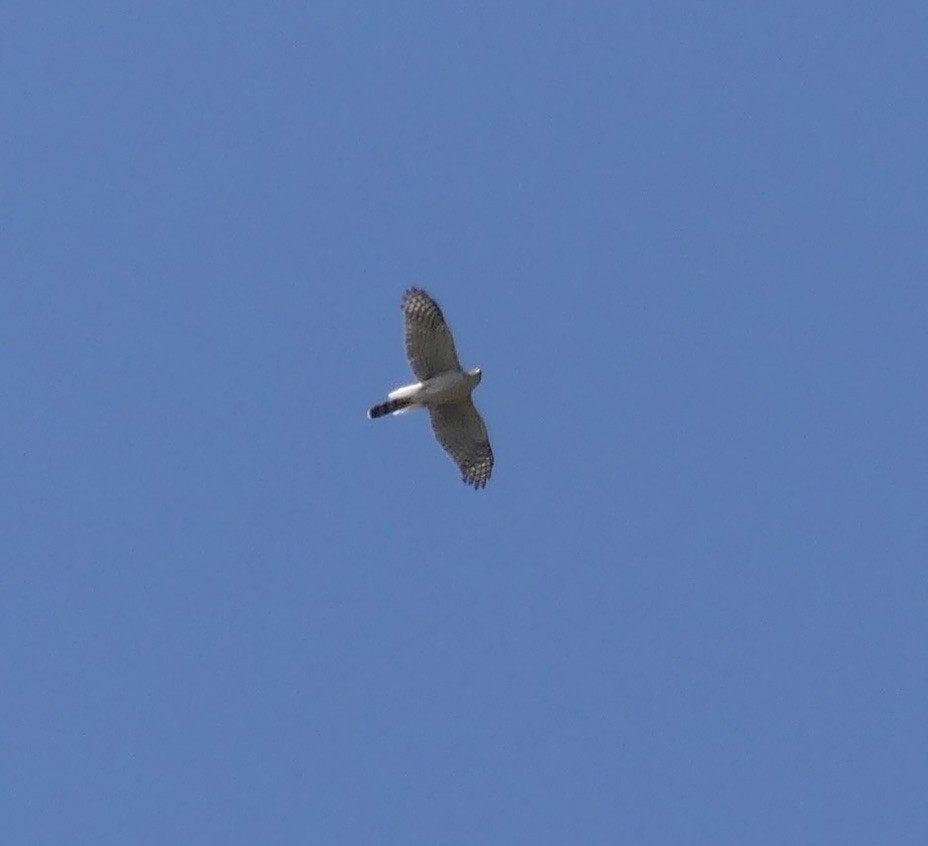 Cooper's Hawk - ML634707088