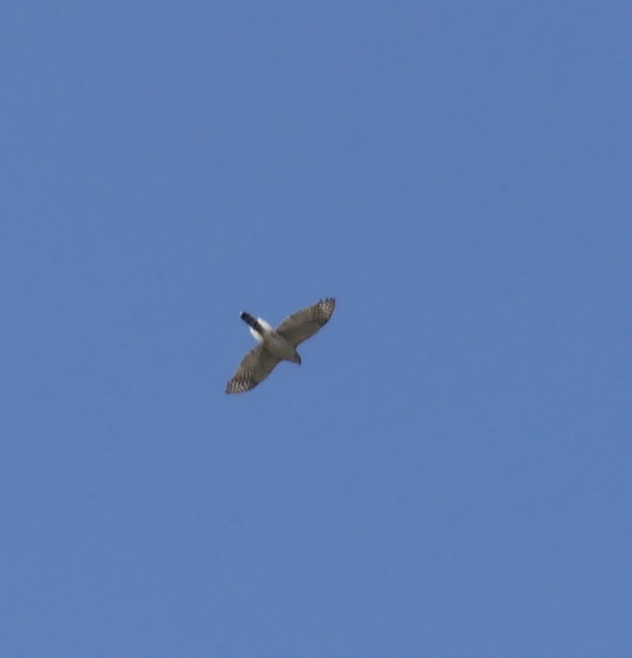 Cooper's Hawk - ML634707093