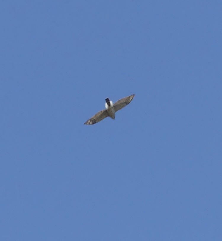 Cooper's Hawk - ML634707095