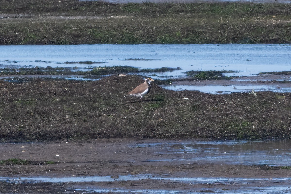 Banded Lapwing - ML634707184