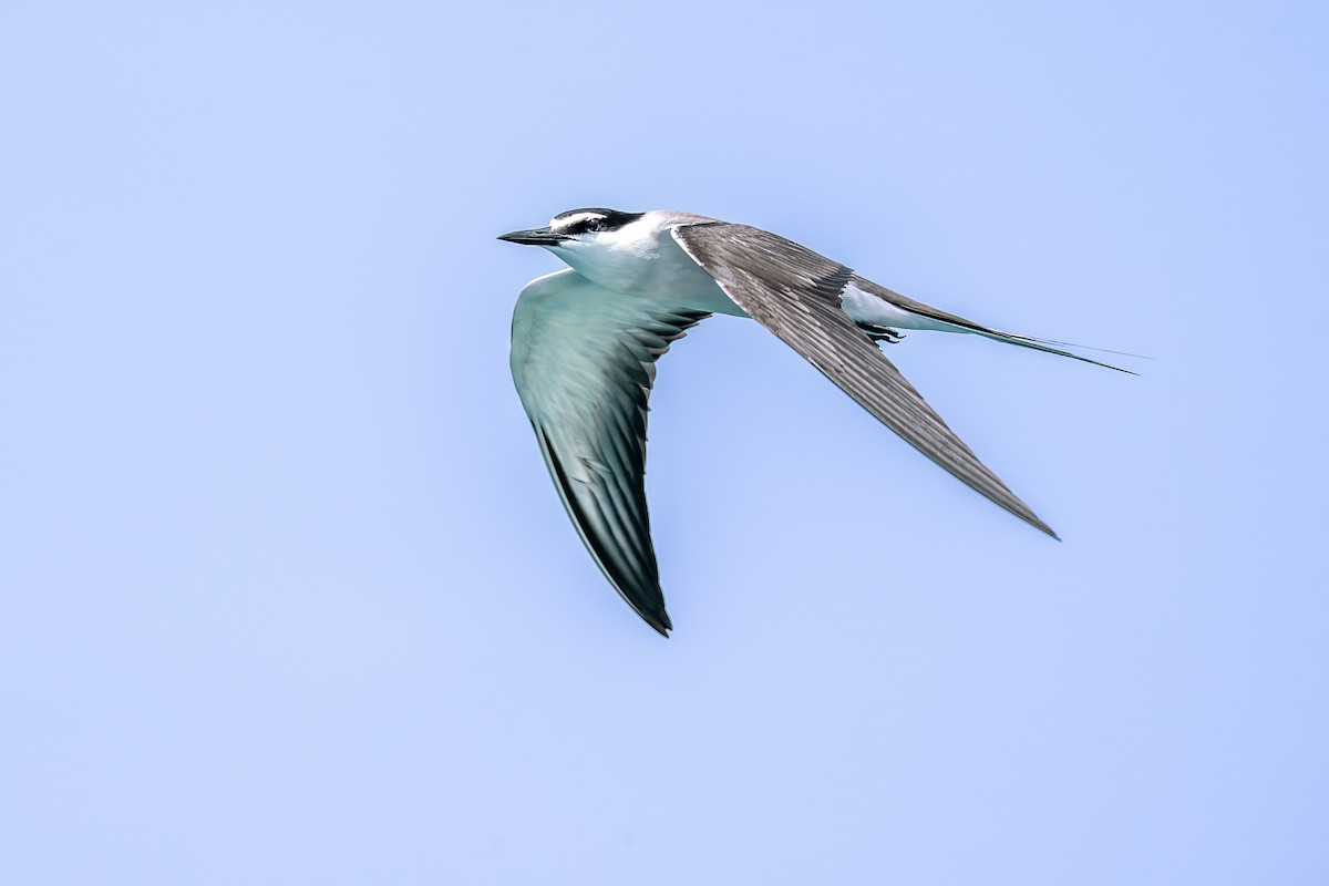Bridled Tern - ML634707251