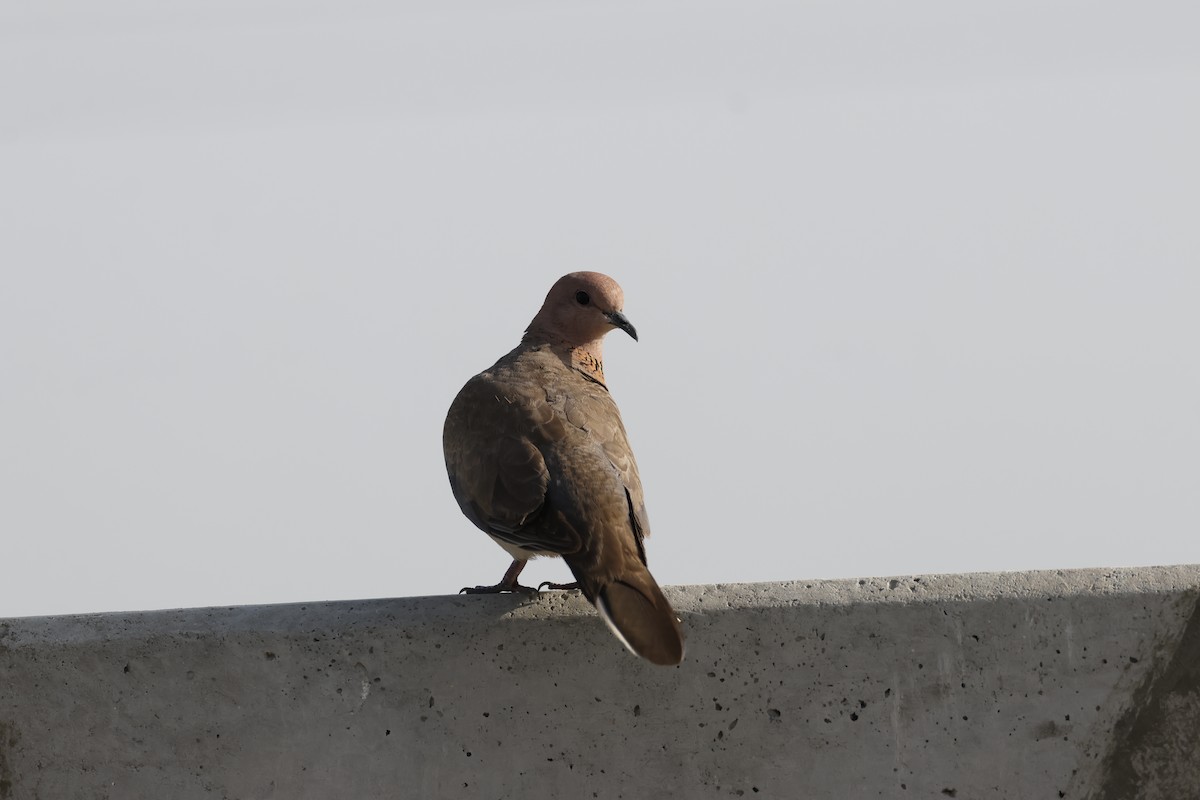 Laughing Dove - ML634707282