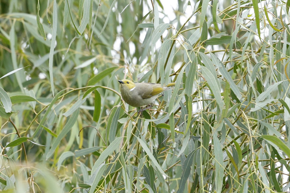 White-plumed Honeyeater - ML634707324