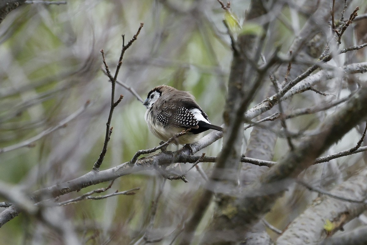 Double-barred Finch - ML634707333