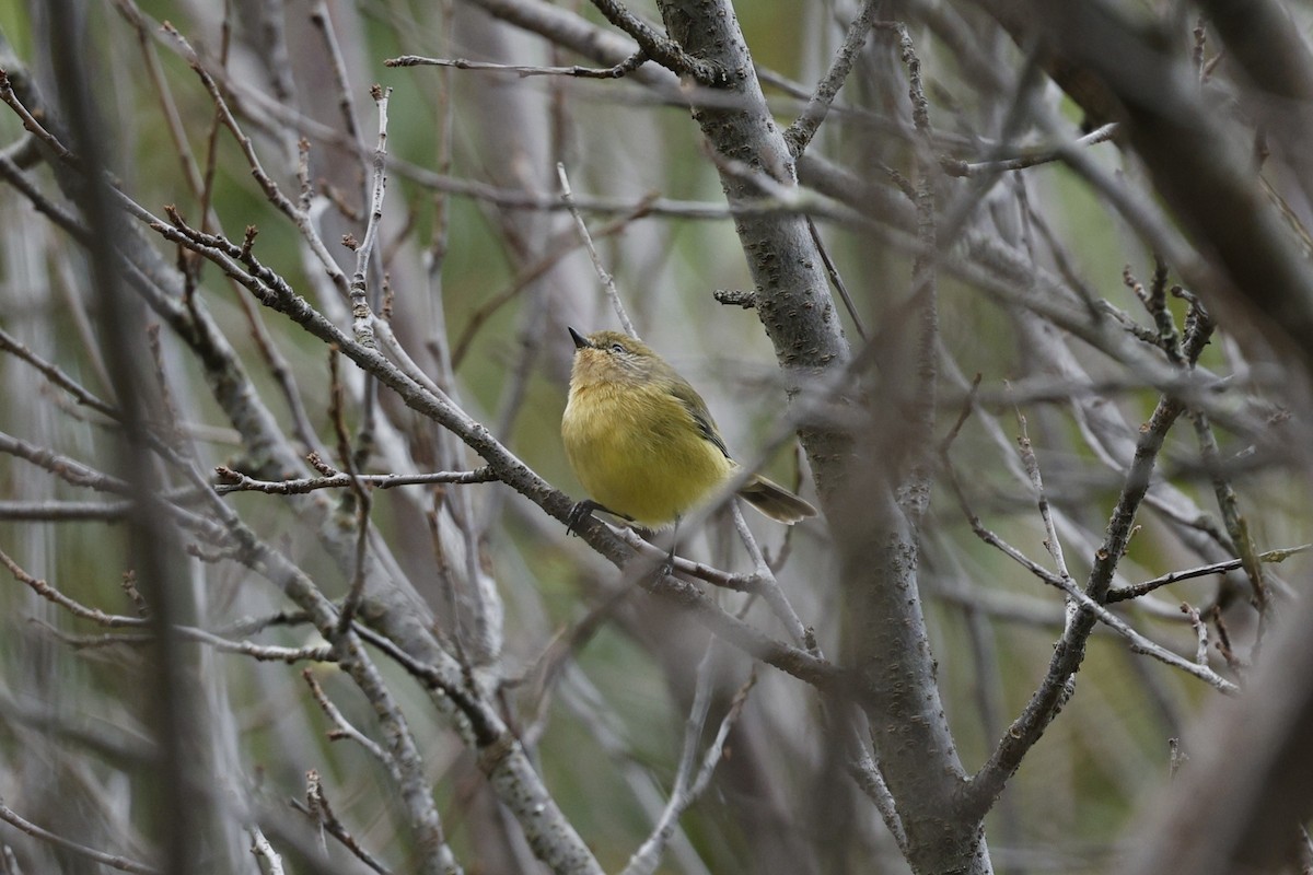 Yellow Thornbill - ML634707334