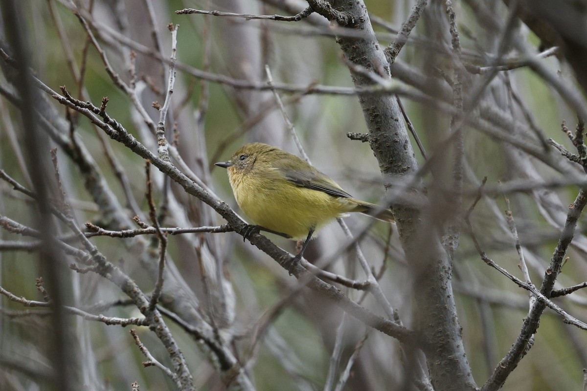 Yellow Thornbill - ML634707335