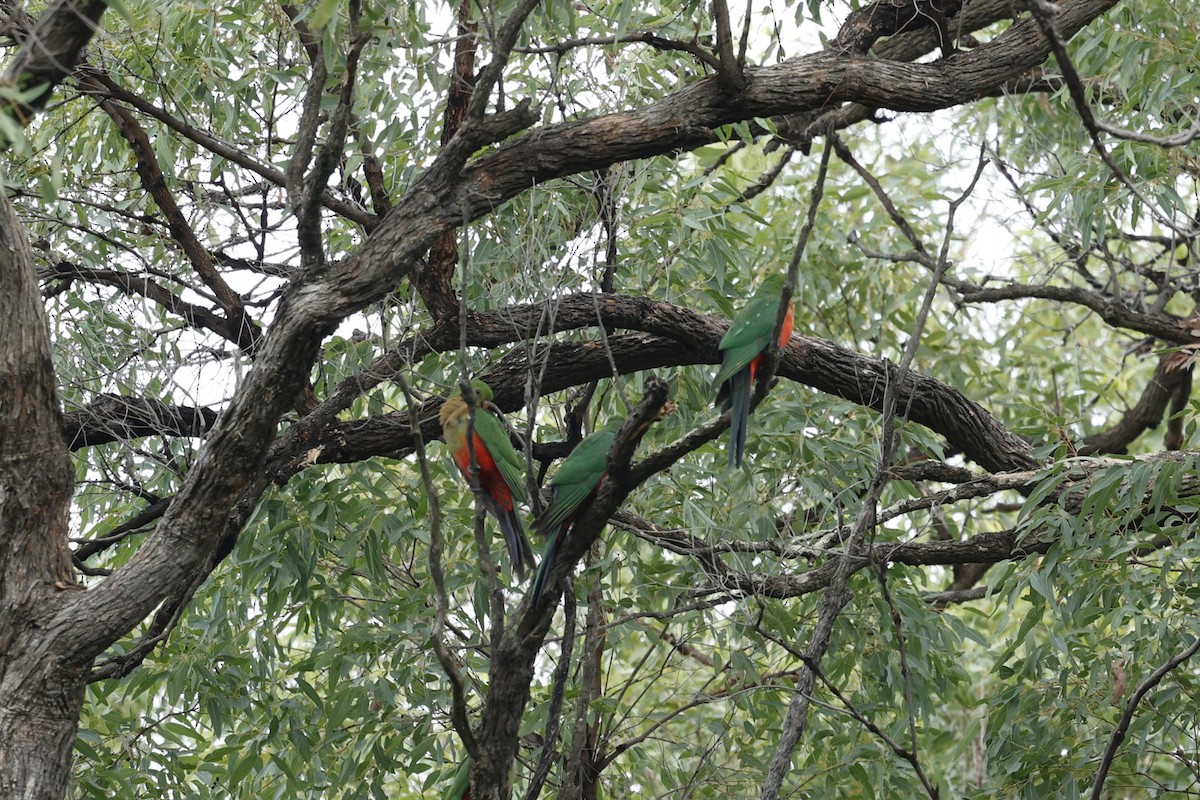 Australian King-Parrot - ML634707343