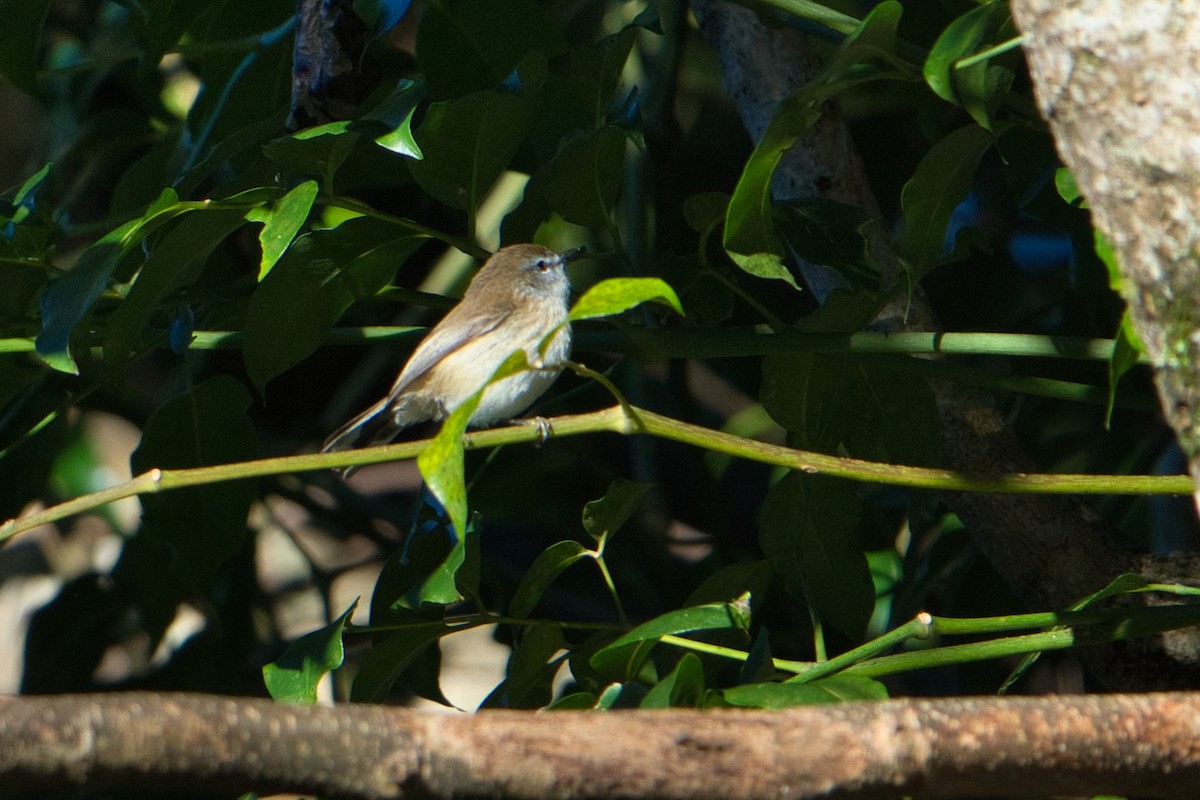 Brown Gerygone - ML634707346