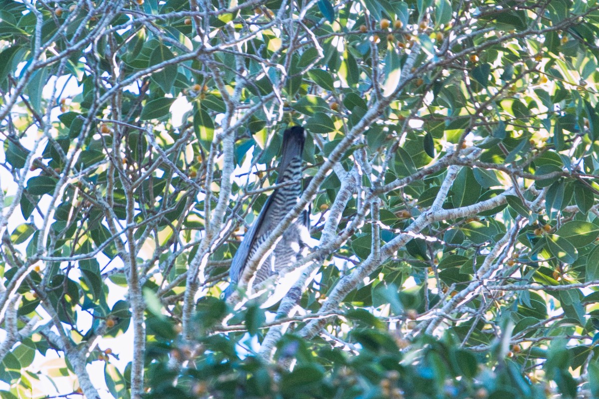 Barred Cuckooshrike - ML634707352