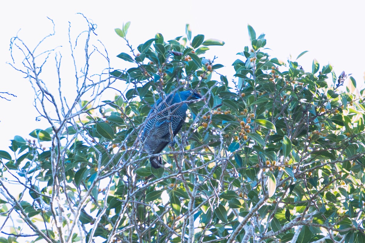 Barred Cuckooshrike - ML634707353
