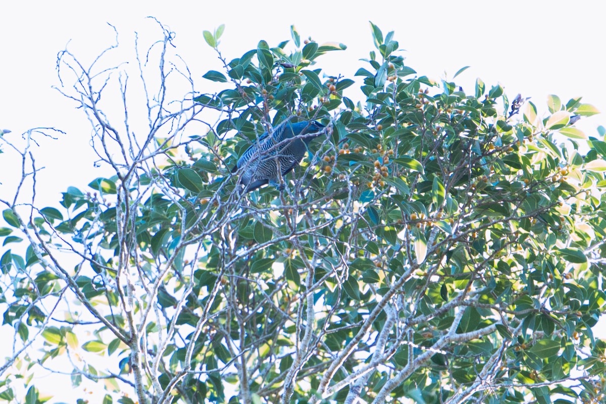 Barred Cuckooshrike - ML634707354