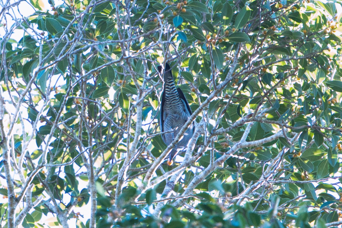 Barred Cuckooshrike - ML634707355